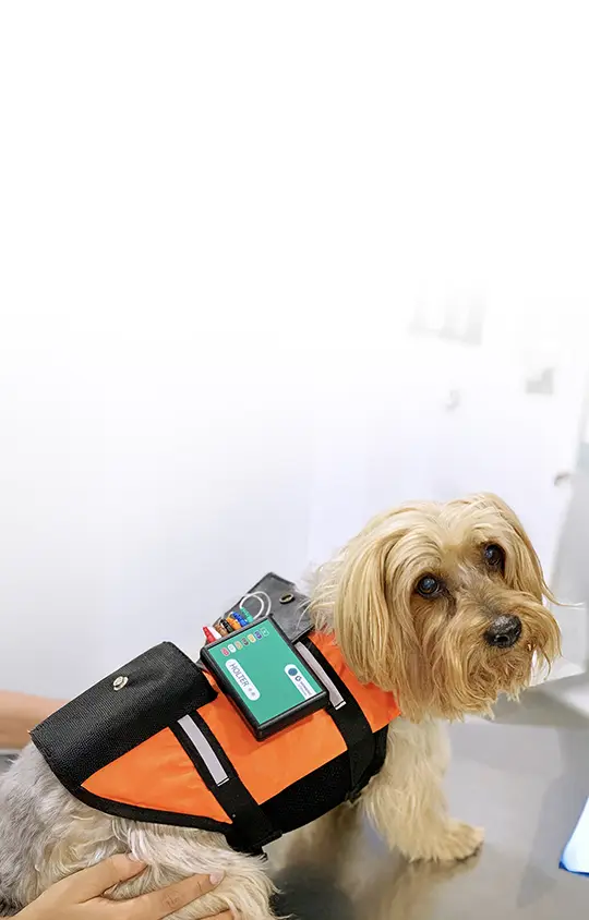 Estudio Holter en una mascota